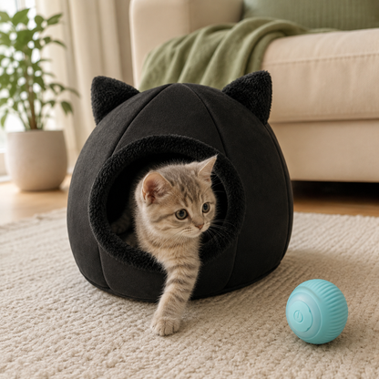 starter-kitten-lifestyle