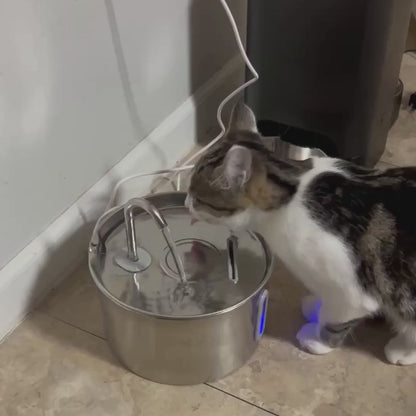 Cat drinking from the PureSpring stainless-steel fountain