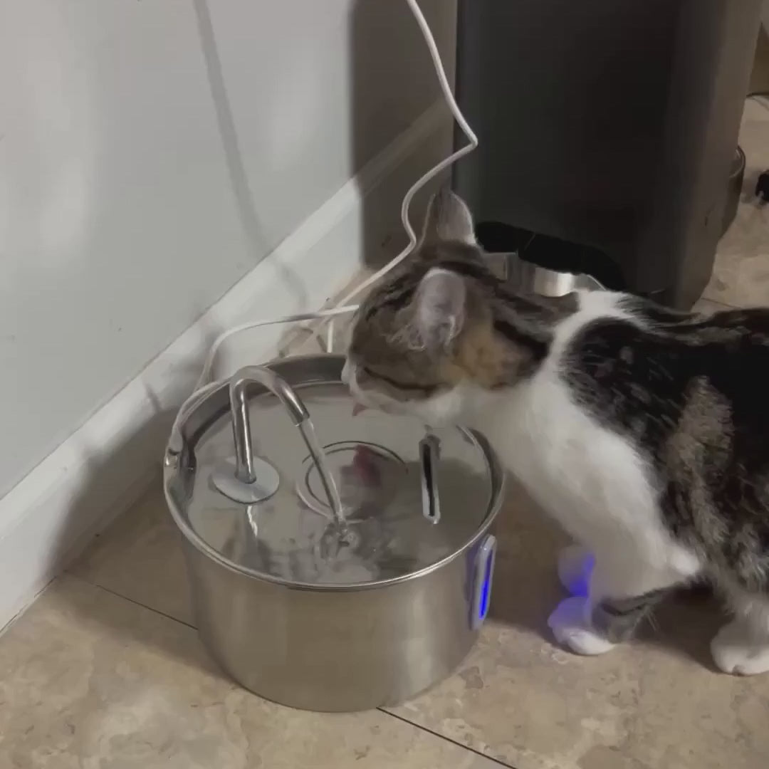 Cat drinking from the PureSpring stainless-steel fountain